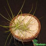 Fleischfressende Pflanzen, Drosophyllum, das Taublatt. Fleischfressende Pflanze, Taublatt, Drosophyllum Pflanze