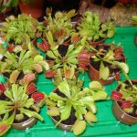 Fleischfressende Pflanzen. 1. Ausstellung bei Carnivor-Plants in Kreuzwertheim, mit Venusfliegenfallen. fleischfressende pflanzen, Venusfliegenfallen.