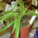 Fleischfressende Pflanzen, Sonnentau, bei der Ausstellung 2006 von Carnivor-Plants in Kreuzwertheim. fleischfressende pflanzen Ausstellung 2006.