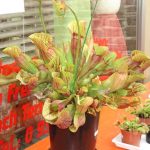 Fleischfressende Pflanze, Schlauchpflanze bei der Präsentation 2006 in Kreuzwertheim. fleischfressende pflanzen Präsentation 2006.