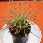 Fleischfressende Pflanzen Ausstellung 2006 in Kreuzwertheim mit großem Sonnentau. fleischfressende Pflanzen Messe 2006.