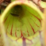 Fleischfressende Pflanzen Ausstellung 2006 mit Blick in eine Schlauchpflanze. fleischfressende Pflanzen Messe 2006.