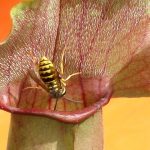 Fleischfressende Pflanzen, Schlauchpflanze mit Wespe bei der Ausstellung 2006. fleischfressende Pflanzen 2006,