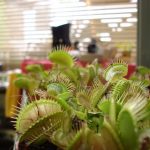 Fleischfressende Pflanze, Venusfliegenfalle bei der Ausstellung 2006 in Kreuzwertheim von Carnivor-Plants. fleischfressende Pflanze, Venusfliegenfalle 2006.