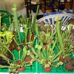 Ausstellung 2007 über fleischfressende Pflanzen, bei Carnivor-Plants. fleischfressende Pflanzen bei der Ausstellung 2007