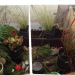 Ausstellung über fleischfressende Pflanzen im Jahr 2007. fleischfressende pflanzen Ausstellung 2008