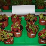 Ausstellung mit fleischfressenden Pflanzen, Venusfliegenfallen 2007 in Kreuzwertheim. fleischfressende_pflanzen Venusfliegenfallen Ausstellung 2007