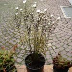 Ausstellung fleischfressende Pflanzen 2007, Drosera binata. fleischfressende_pflanzen 2007