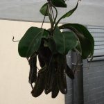 Fleischfressende Kannenpflanze bei der Ausstellung 2007 fleischfressende_pflanzen, Kannenpflanze Ausstellung 2007