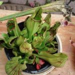 Fleischfressende Pflanzen Ausstellung 2007 mit einer Schlauchpflanze. fleischfressende_pflanzen Ausstellung 2007.