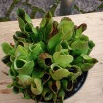 Fleischfresssende Pflanzen, Schlauchpflanze, Sarracenia purpurea, bei der Ausstellung 2007. fleischfressende_pflanzen, Schlauchpflanze 2007.