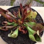 Ausstellung über fleischfressende Pflanzen 2007 mit Sarracenia purpurea. fleischfressende pflanzen Ausstellung 2007