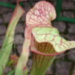 Fleischfressende Pflanzen bei der Ausstellung 2007 mit einer Sarracenia leucophylla. fleischfressende pflanzen, Schlauchpflanze 2007