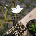 Fleischfressender Sonnentau bei der Ausstellung 2007. fleischfressende pflanzen 2007 Ausstellung, Sonnentau.