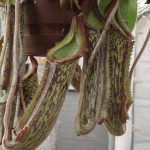 Große Kannenpflanze bei der Ausstellung über fleischfressende Pflanzen 2007. fleischfressende pflanzen, Kannenpflanzen 2007 Ausstellung.