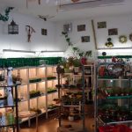 Messe mit fleischfressenden Pflanzen 2007 bei Carnivor-Plants. fleischfressende pflanzen im Jahr 2007.