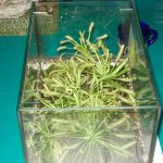 Fleischfressender Sonnentau in der Vitrine, Messe 2007. fleischfressende pflanzen, Sonnentau 2007.