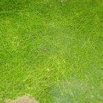 Fleischfressende Pflanzen, Utricularia, Wasserschlauch bei der Ausstellung 2007. fleischfressende pflanzen, 2007 Utricularia.