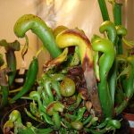 Präsentation über fleischfressende Pflanzen, Kobralilie, Darlingtonia aus dem Jahr 2007. fleischfressende Pflanzen Präsentation 2007.