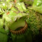 Fleischfressende Pflanzen Messe 2007 mit Zwergkrug. fleischfressende pflanzen Zwergkrug 2007.