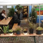 Fleischfressende Pflanzen ausgestellt 2007 in Kreuzwertheim bei Carnivor-Plants. fleischfressende pflanzen Präsentation 2007.