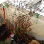 Fleischfressende Pflanzen, Sonnentau bei der Ausstellung 2007 in Kreuzwertheim bei Carnivor-Plants. fleischfressende pflanzen Präsentation 2007.