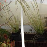 Präsentation über fleischfressende Pflanzen 2007 bei Carnivor-Plants in Kreuzwertheim. fleischfressende pflanzen Präsentation 2007.