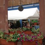 Fleischfressende Pflanzen Schaufenster bei der Ausstellung 2007. fleischfressende pflanzen 2007.