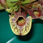 Fleischfressende Pflanze 2007 bei der Ausstellung. Schlauchpflanze. fleischfressende pflanzen, Schlauchpflanzen 2007.