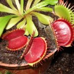 Fleischfressende Pflanzen Ausstellung 2007 mit einer Venusfliegenfalle in Kreuzwertheim bei Carnivor-Plants. fleischfressende pflanzen Venusfliegenfalle 2007