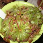 Fleischfressende Pflanzen Ausstellung 2007 von Carnivor-Plants mit Drosera aliciae. fleischfressende pflanzen 2007 Drosera aliciaea.