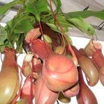 Fleischfressende Pflanzen Ausstellung 2007 bei Carnivor-Plants mit großer Nepenthes Pflanze. fleischfressende pflanzen 2007 Kannenpflanzen.