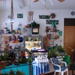 Fleischfressende Pflanzen, im Innenbereich bei der Ausstellung 2007 bei Carnivor-Plants. fleischfressende pflanzen Messe 2007.