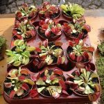 Fleischfressende Pflanzen, Venusfliegenfallen bei der Ausstellung 2008 bei Carnivor-Plants. fleischfressende Pflanzen, Venusfliegenfallen.