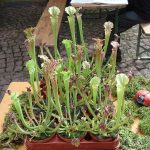 Fleischfressende Pflanzen, bunte Schlauchpflanzen. fleischfressende pflanzen