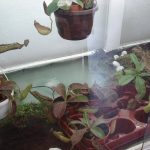 Fleischfressende Kannenpflanzen in der Vitrine. fleischfressende pflanzen