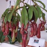 Karnivoren Ausstellung 2008. fleischfressende pflanzen