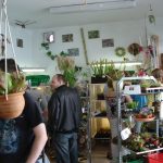 Ausstellung über fleischfressende Pflanzen 2008. fleischfressende pflanzen