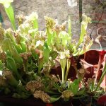 Ausstellung über fleischfressende Pflanzen 2008. fleischfressende pflanzen