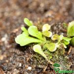 Fleischfressende Pflanzen, Blätter der Reusenfalle, Genlisea violaceae Fleischfressende Pflanzen, Blätter von Genlisea violaceae