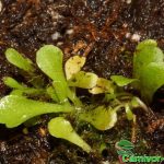 Fleischfressende Pflanzen, Nahaufnahme von Genlisea violacea, die Reusenfalle. Fleischfressende Pflanzen, Nahaufnahme von Genlisea violaceae