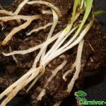 Fleischfressende Pflanzen, raffiniertes Wurzelwerk von Genlisea violaceae. Bei genauem Hinsehen erkennt man die Reusen an den Wurzeln Fleischfressende Pflanzen, Wurzelwerk von Genlisea violaceae. Bei genauem Hinsehen erkennt man die Reusen an den Wurzeln