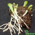 Fleischfressende Pflanzen, Wurzelwerk und Blätter von Genlisea violaceae Fleischfressende Pflanzen, Wurzelwerk und Blätter von Genlisea violaceae