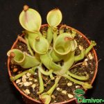 Fleischfressende Pflanzen, der Sumpfkrug, Heliamphora heterodoxa x nutans. Fleischfressende Pflanzen, Heliamphora heterodoxa x nutans, der Sumpfkrug.