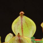 Fleischfressende Pflanzen, der Sumpfkrug, Heliamphora heterodoxa x nutans in der Nahaufnahme. Fleischfressende Pflanzen, Heliamphora heterodoxa x nutans Nahaufnahme.