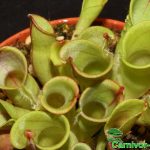 Fleischfressende Pflanzen, der Sumpfkrug, viele Heliamphora Krüge. Fleischfressende Pflanzen, Sumpfkrüge, viele Heliamphora Krüge.