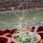 Ausstellung über fleischfressende Pflanzen 2010, Byblis. Fleischfressende Pflanze, Byblis bei der Ausstellunt 2010.