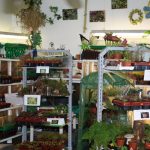 fleischfressende pflanzen Ausstellung bei Carnivor-Plants im Jahr 2010