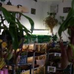 Fleischfressende Pflanzen Ausstellung 2010, Carnivor-Plants.