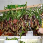 fleischfressende Kannenpflanzen bei der Messe 2010 in Kreuzwertheim.
